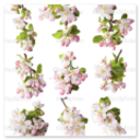 Blühende Obstwiese im Frühling