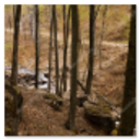 Herbstwald mit goldenem Laub