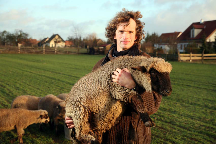 Schafe auf der Weide am Hof