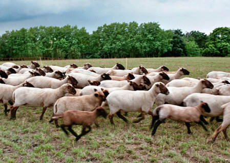 Familie auf dem Biohof mit Blick zur Scheune